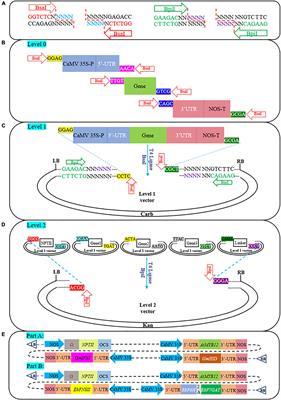 Engineering the expression of plant secondary metabolites-genistein and scutellarin through an efficient transient production platform in Nicotiana benthamiana L.